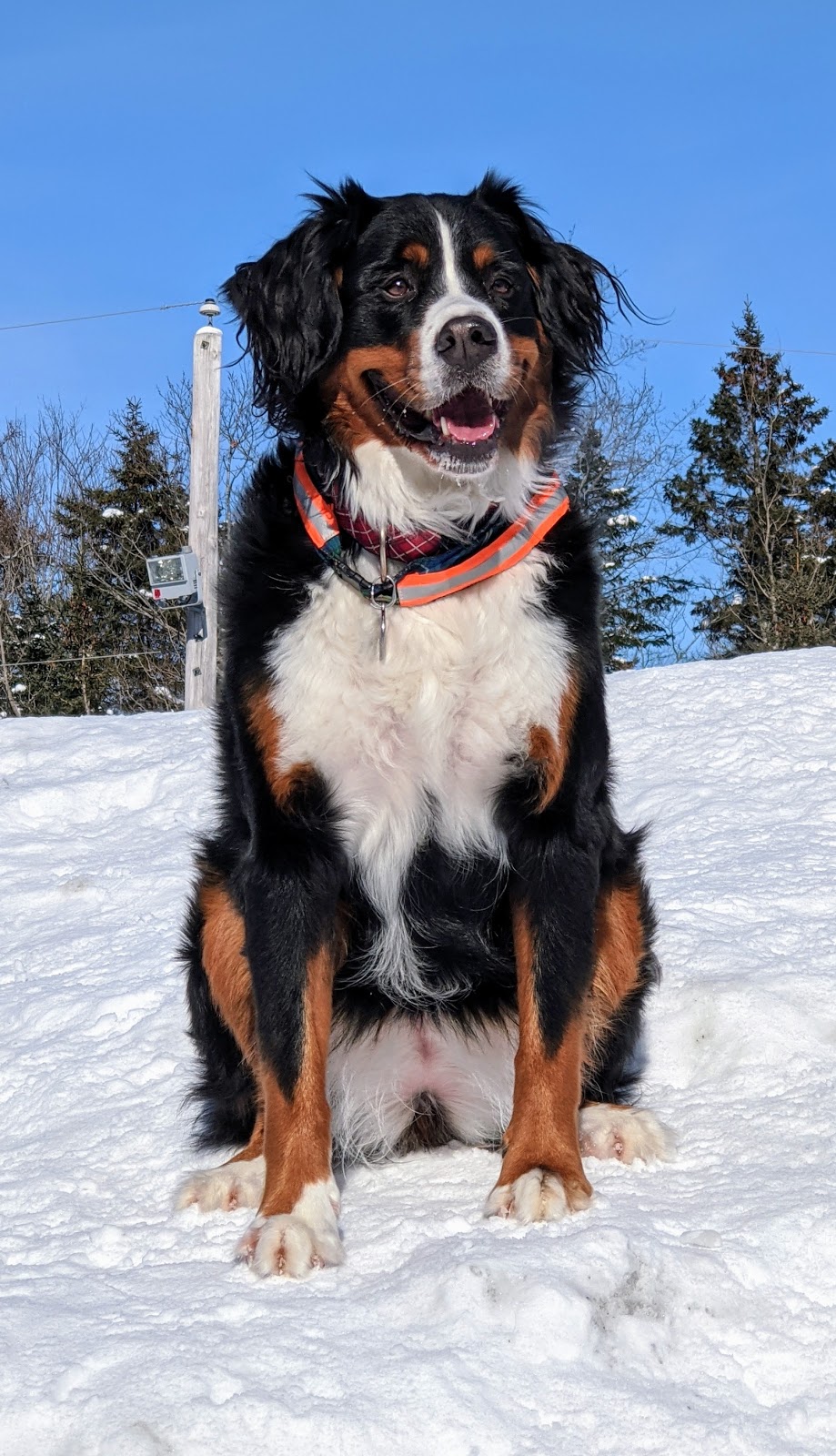 Bowlin Farms Doggie Adventures Ltd. | 96 Walkers Service Rd, Lower Sackville, NS B4C 2P7, Canada | Phone: (902) 718-9293