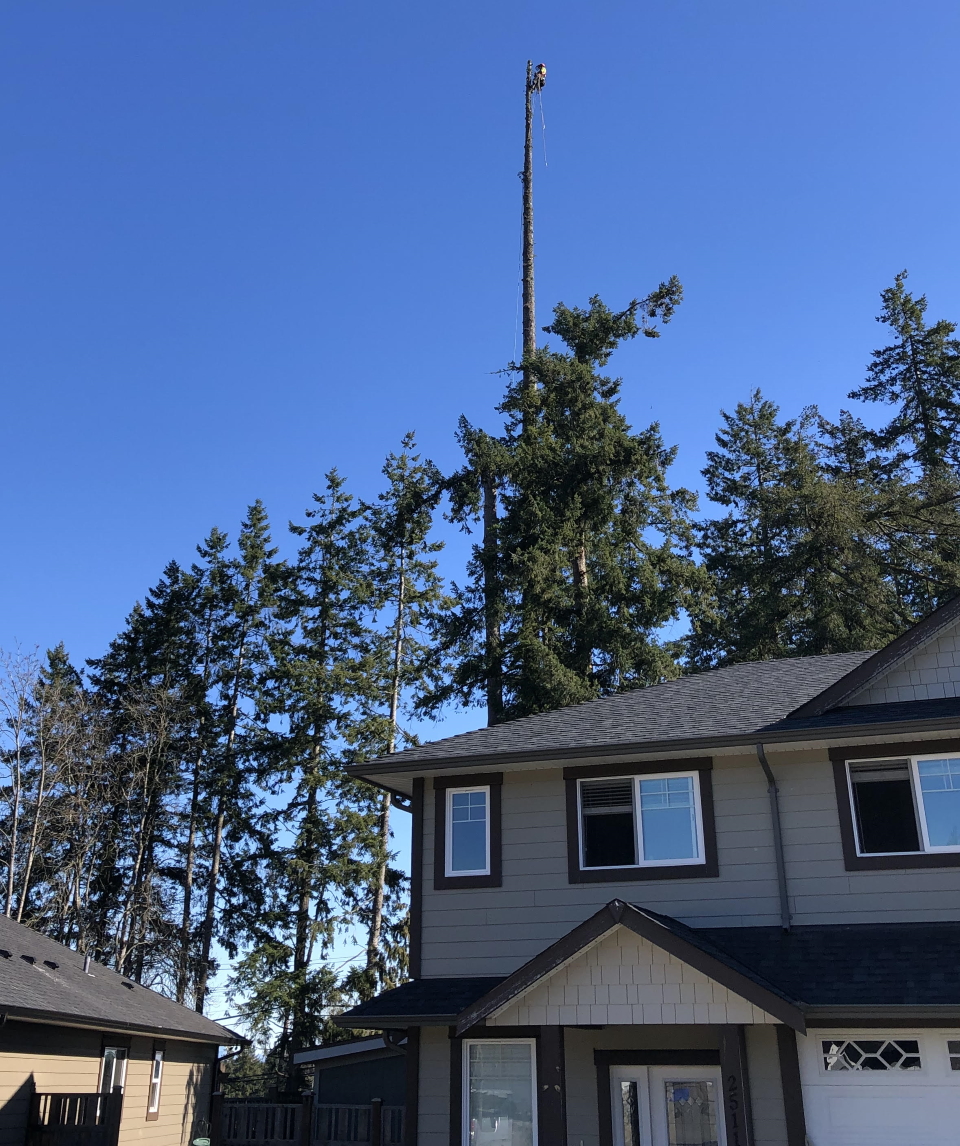 Sasquatch Tree Service | 4560 Duncan Bay Main Line Rd, Courtenay, BC V9N 9M4, Canada | Phone: (250) 218-0416