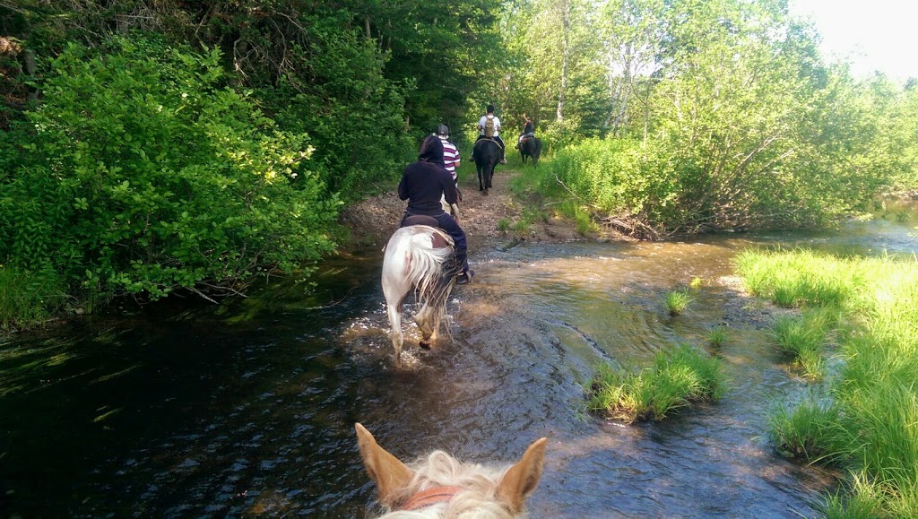 Spirit Reins Ranch | 432 Prospect Rd, Parrsboro, NS B0M 1S0, Canada | Phone: (902) 254-3138