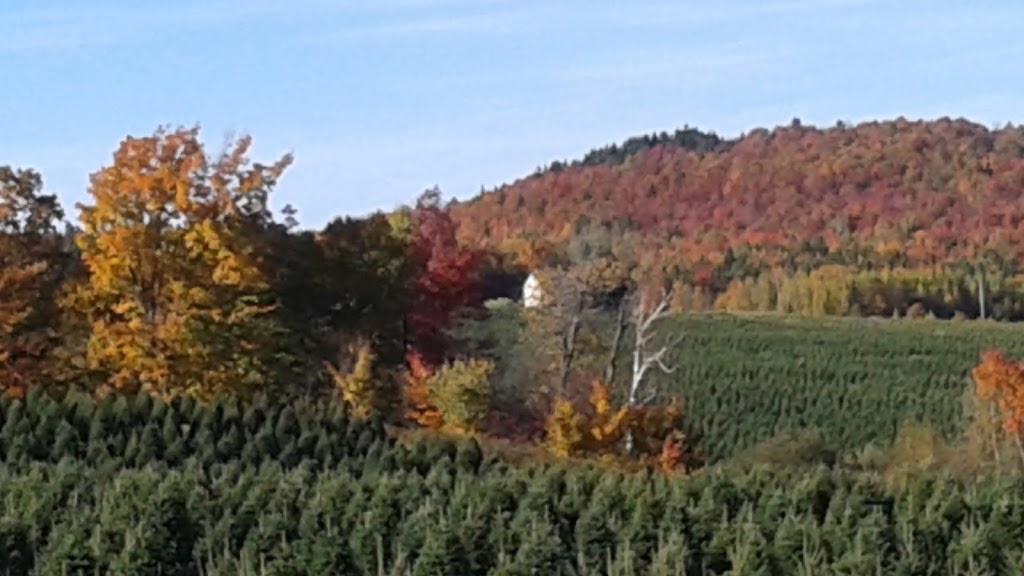 IDEAL PLANTATIONS / LES PLANTATIONS IDÉALES | 360 Rang des Chutes, Ham-Nord, QC G0P 1A0, Canada | Phone: (819) 344-2858