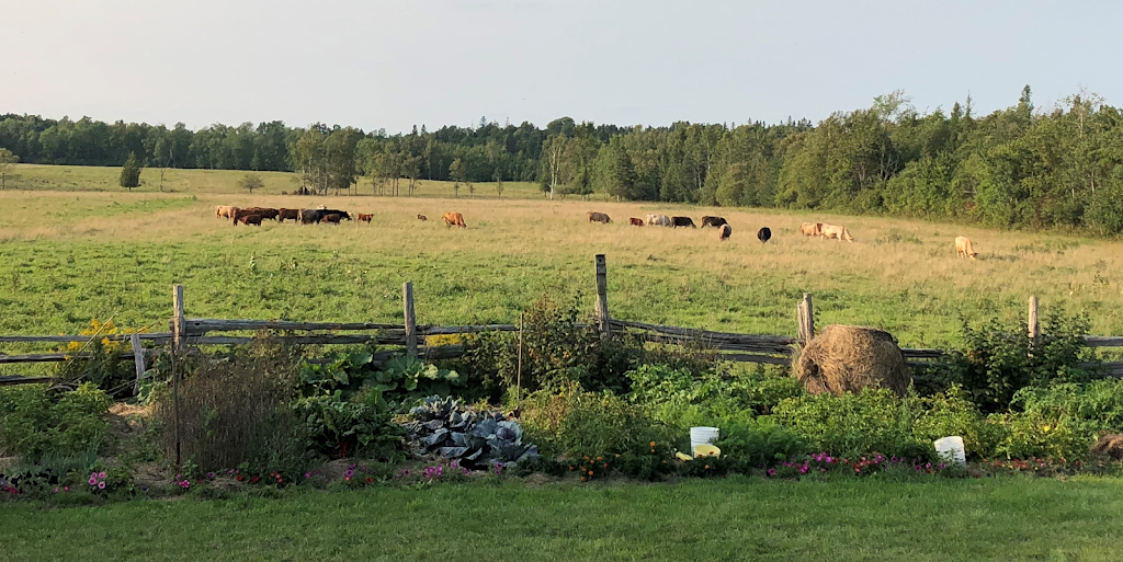 Wild Meadows Farm | 085315, Grey County Rd 14, Conn, ON N0G 1N0, Canada | Phone: (519) 710-5702