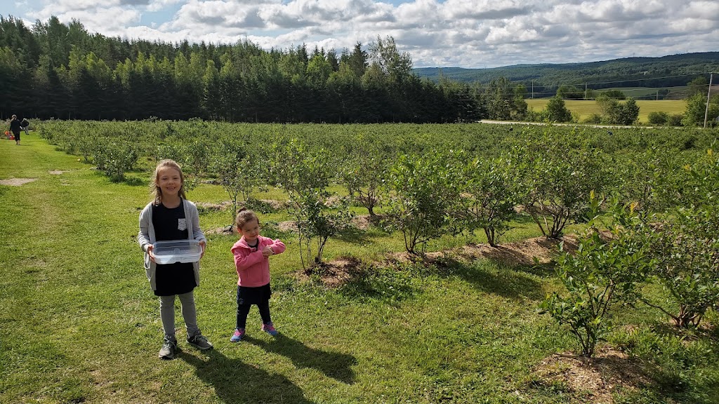 Aux Bleuets dArthabaska (Bleuetière) | 60 Rang Petit 9, Saint-Christophe-dArthabaska, QC G6S 0H9, Canada | Phone: (819) 809-5895