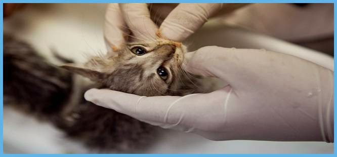 Lorne Park Animal Hospital | 1107 Lorne Park Rd, Mississauga, ON L5H 3A1, Canada | Phone: (905) 990-8387