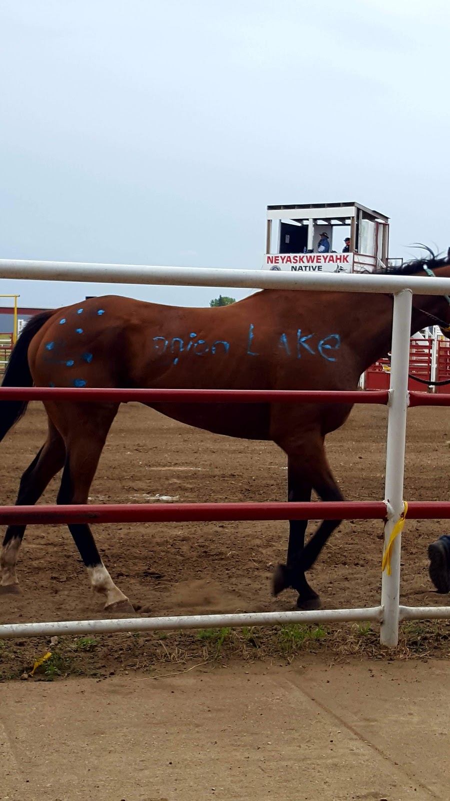 Panee Memorial Agriplex | Maskwacis, AB T0C 1N0, Canada | Phone: (780) 585-2595