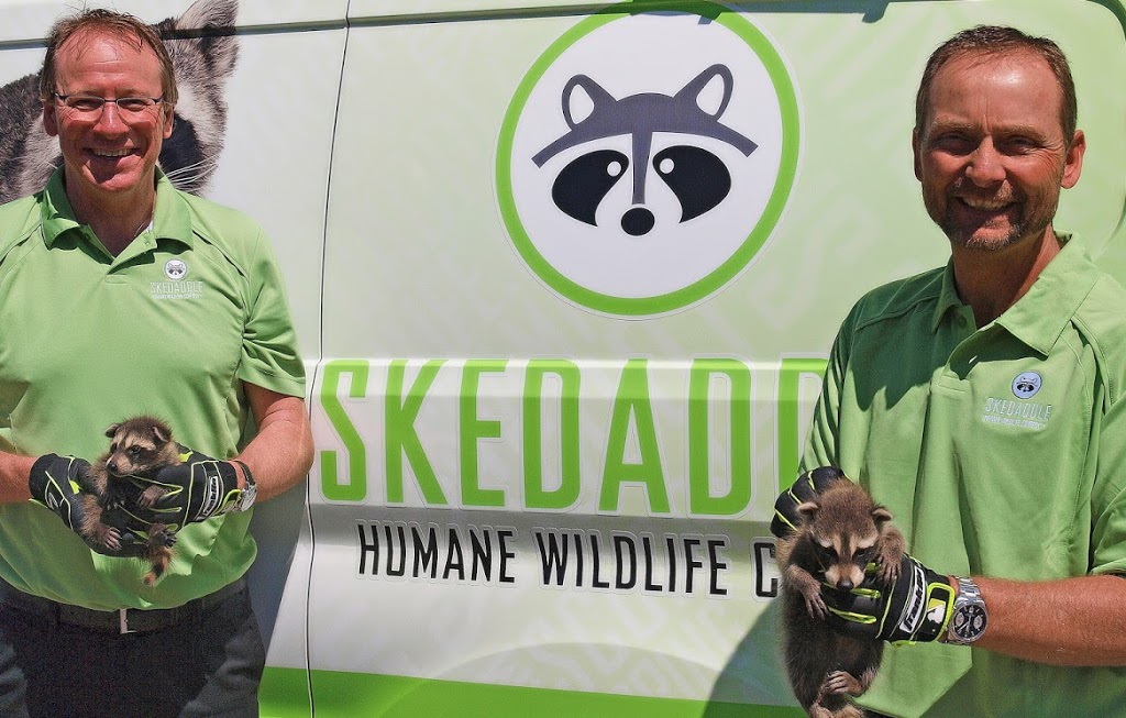 Skedaddle Humane Wildlife Control | 687 Sugar Maple Crescent Unit A, Whitby, ON L1N 7W3, Canada | Phone: (905) 213-5363