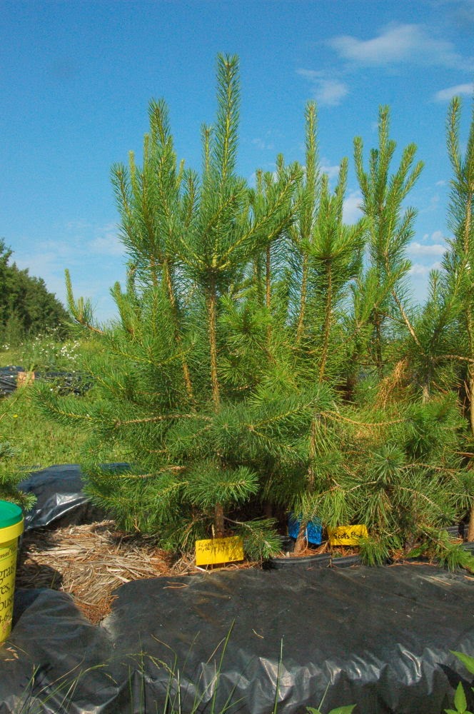 Sherwoods Forests Tree Farm | 50042 Range Rd 31, Warburg, AB T0C 2T0, Canada | Phone: (780) 848-2548