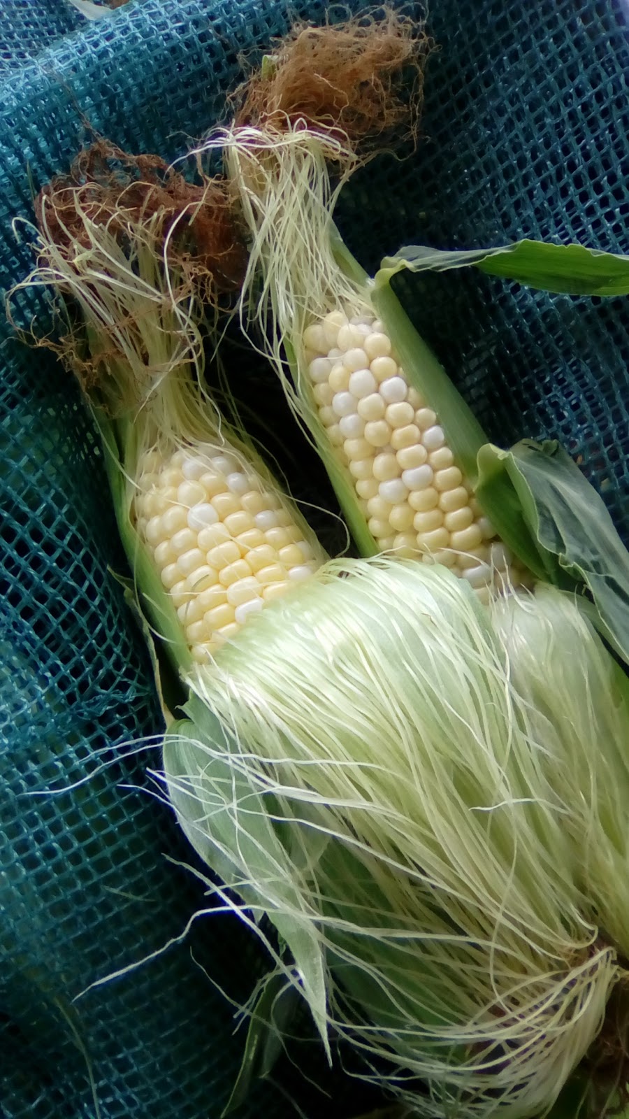 Les Légumes Charbonneau | 133 Chemin du Vide, Sainte-Angèle-de-Monnoir, QC J0L 1P0, Canada | Phone: (450) 460-7567