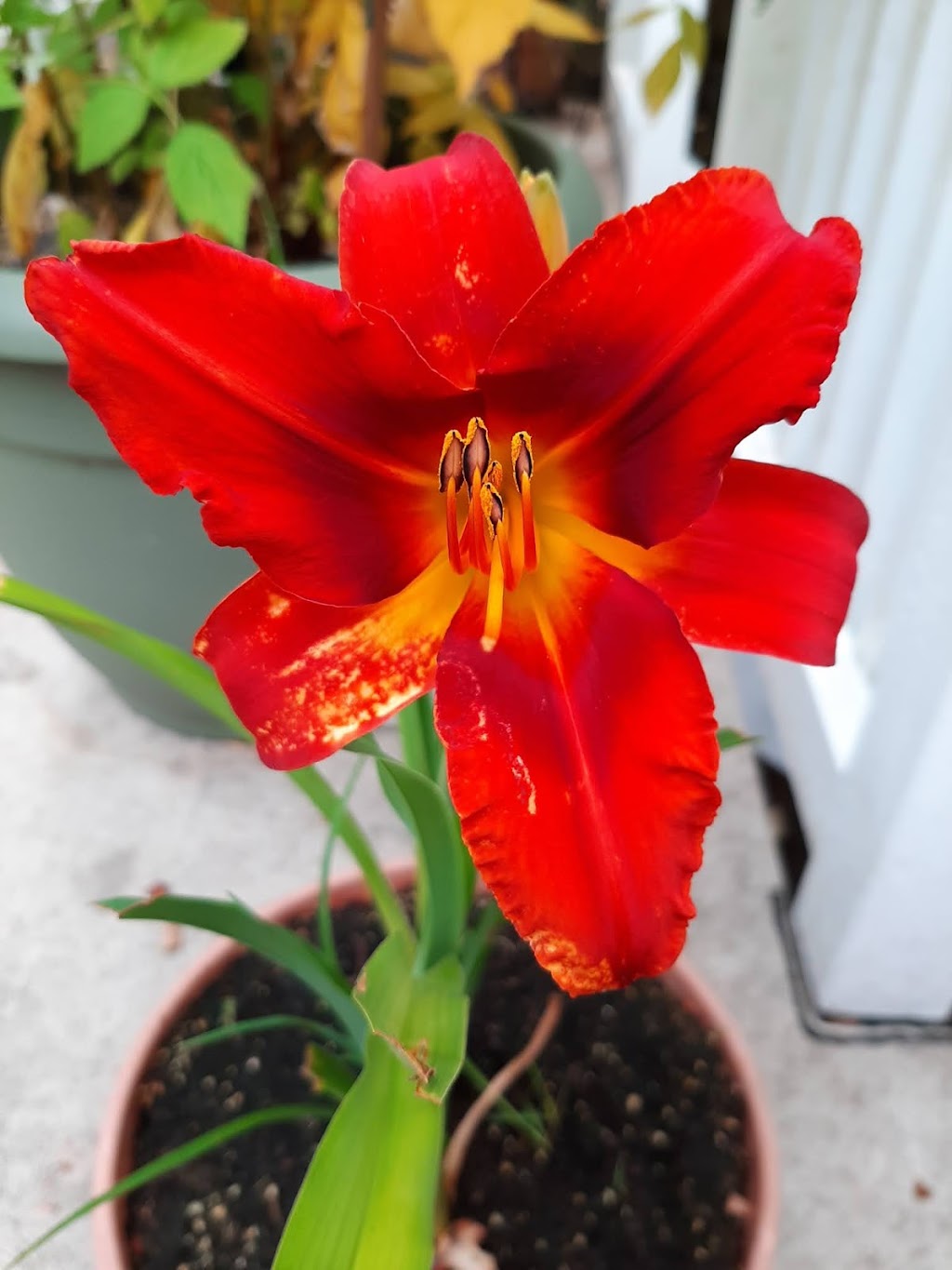 Dynamic Daylilies Inc. | 4500 S Service Rd, Beamsville, ON L0R 1B1, Canada | Phone: (905) 617-0788