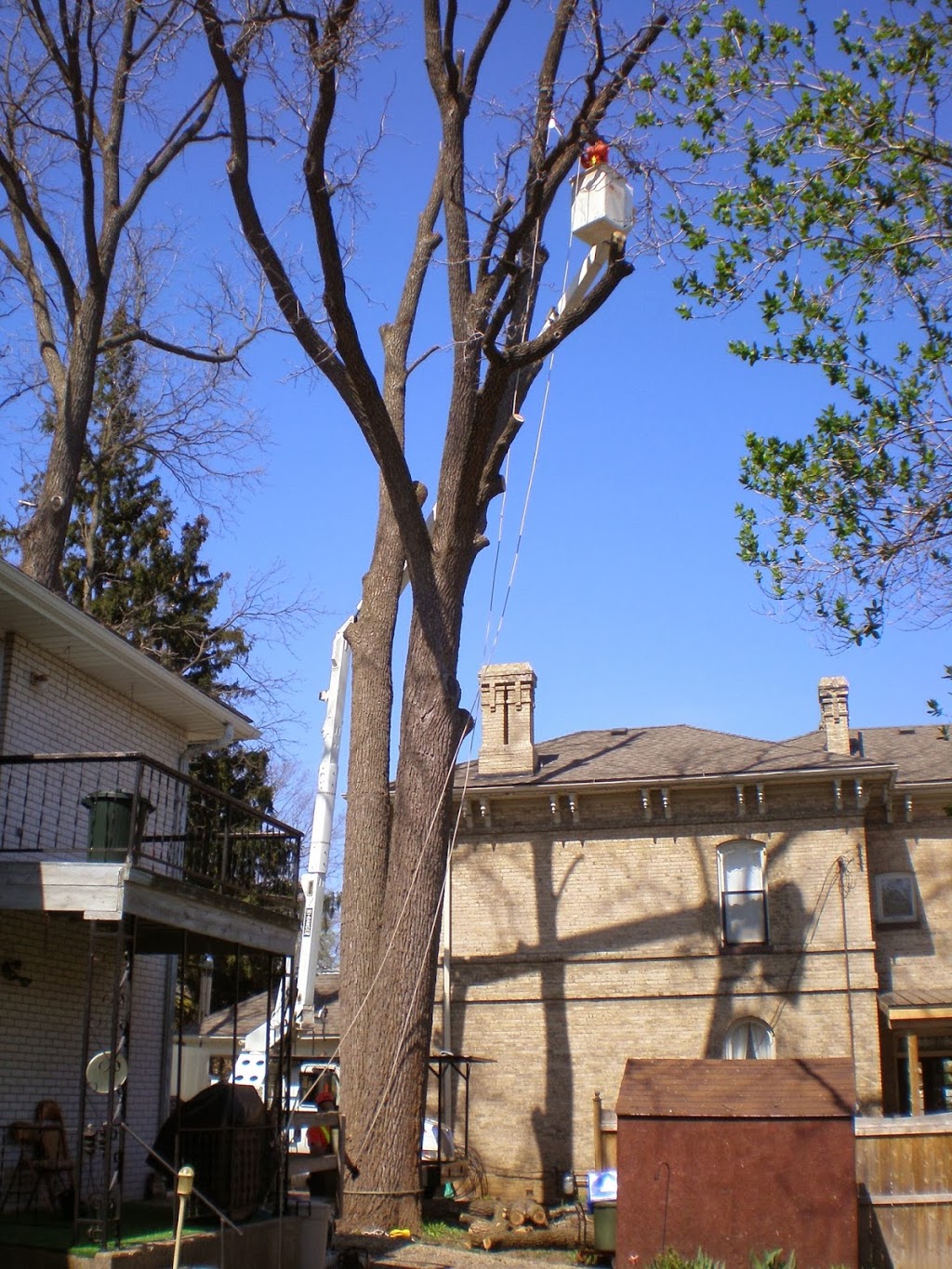 Oakhill Tree Service Ltd. | 40 Helen Ave, Brantford, ON N3T 6A1, Canada | Phone: (519) 751-3483