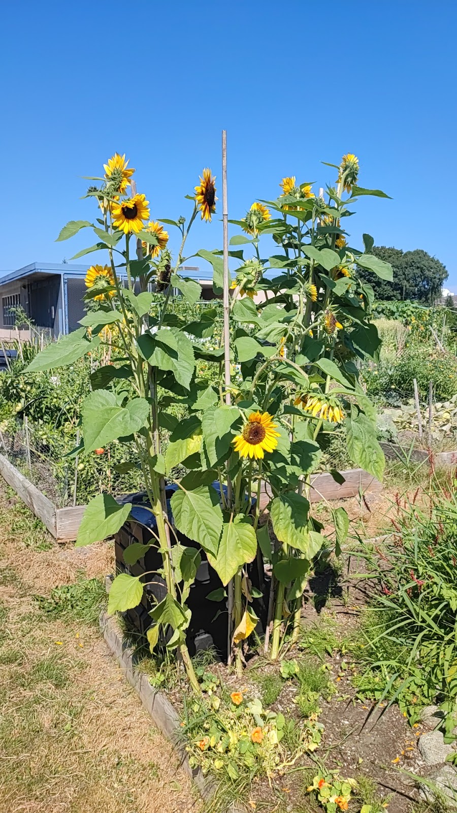 Garratt Community Garden | Lulu Island, Richmond, BC V7C 3S8, Canada | Phone: (604) 244-7377