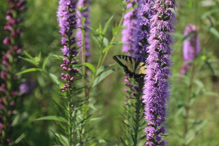 St. Williams Nursery & Ecology Centre | 885 Norfolk County Hwy 24, St Williams, ON N0E 1P0, Canada | Phone: (519) 586-9116