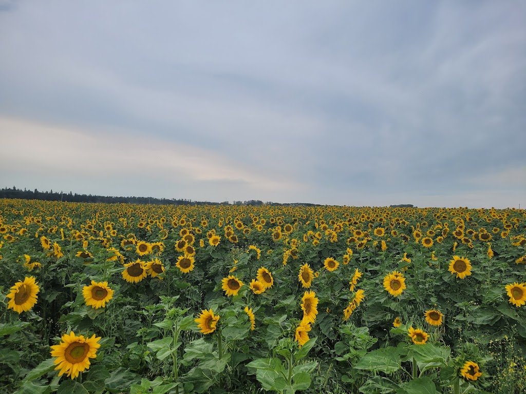 Sunflower Valley Farms | 25528 Township Rd 410, LACOMBE COUNTY, AB T4L 2N4, Canada | Phone: (403) 506-3374