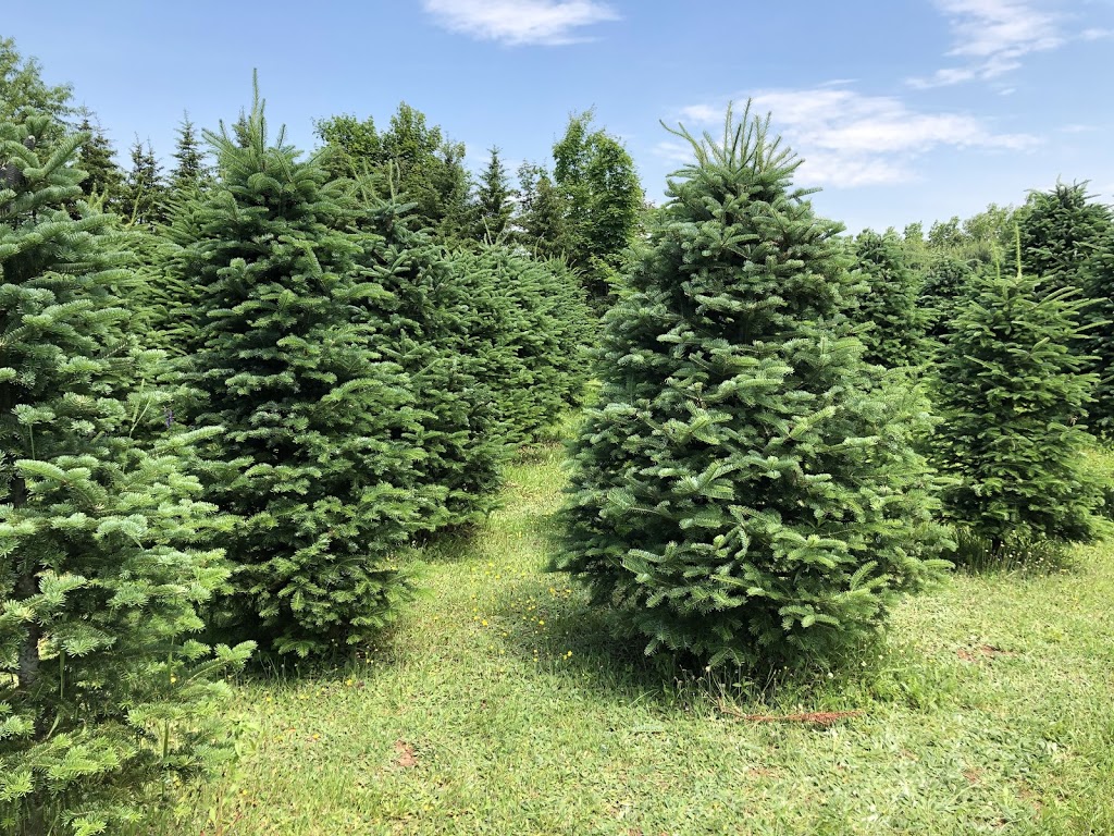 Balsor House Christmas Trees | 870 NS-341, Centreville, NS B0P 1J0, Canada | Phone: (902) 678-8219