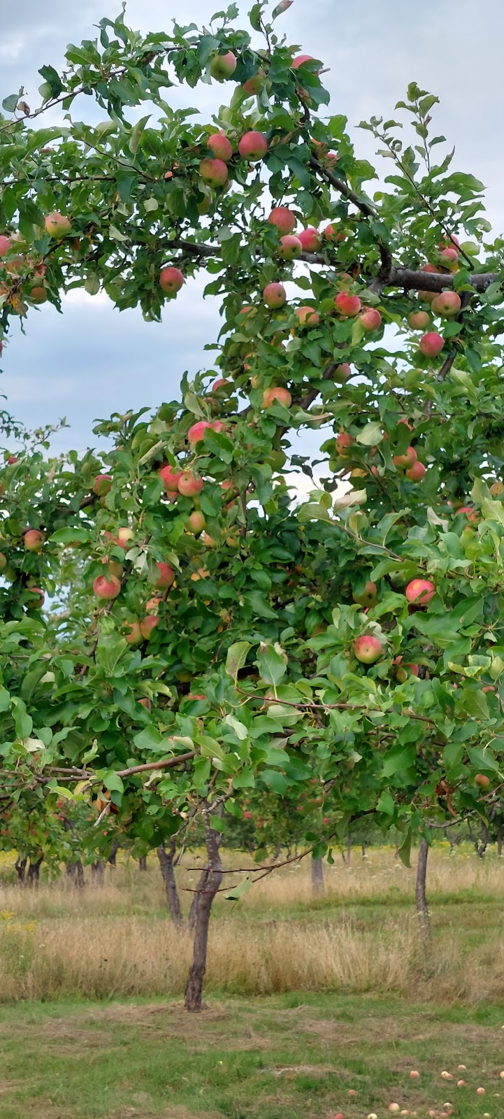 Rocky Ridge Apple Orchard & Hiking Trails | 81 Rocky Ridge Rd, Barrys Bay, ON K0J 1B0, Canada | Phone: (613) 756-0087