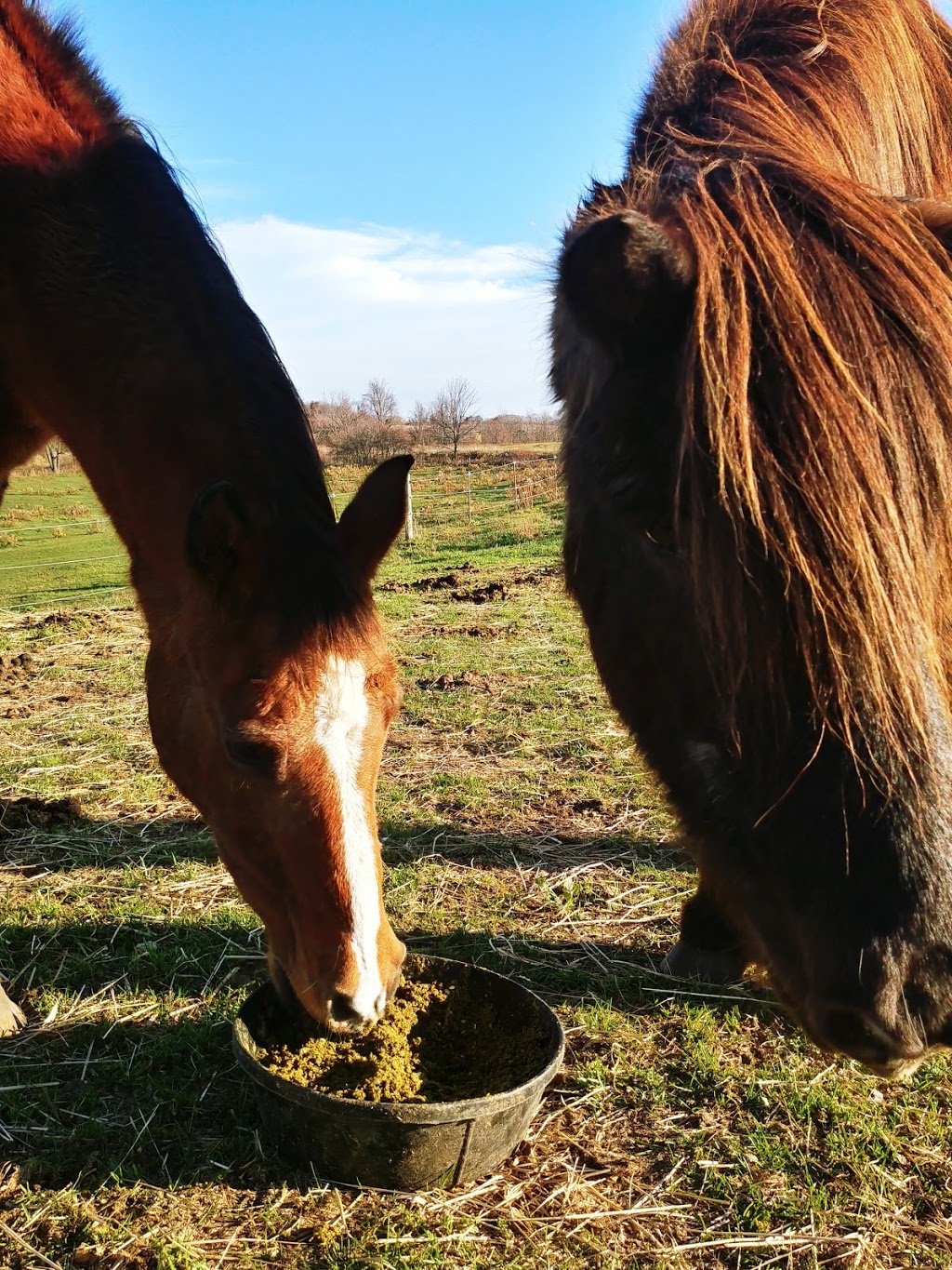 Placidity Acres Farm | 425376 Substation Rd, Burgessville, ON N0J 1C0, Canada | Phone: (613) 340-8178