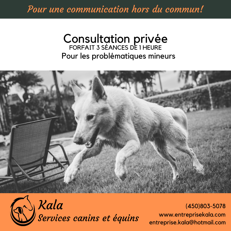 Kala, Services Canins et Équins - Éducation et Dressage- Laval | 368 Rue de Villandraut, Laval, QC H7K 3R2, Canada | Phone: (450) 803-5078