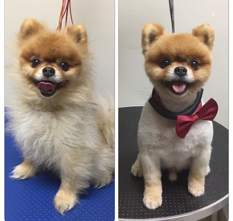 Adorable Pet Grooming & Boutique | 340 Henry St Unit # 19, Brantford, ON N3T 6L2, Canada | Phone: (519) 770-5041