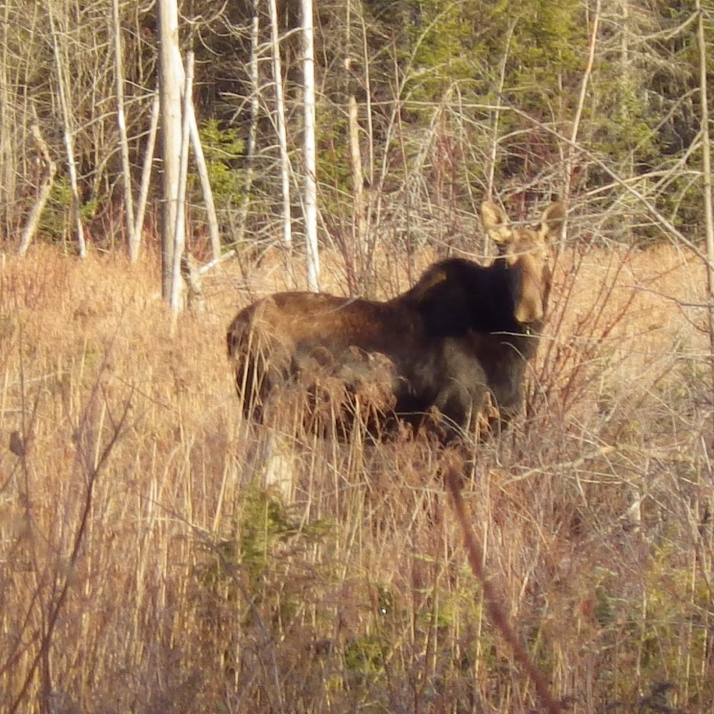 Sentier de la rivière du Chêne, secteur des Trois-Fourches | Saint-Édouard-de-Lotbinière, QC G0S 1Y0, Canada | Phone: (418) 926-3407