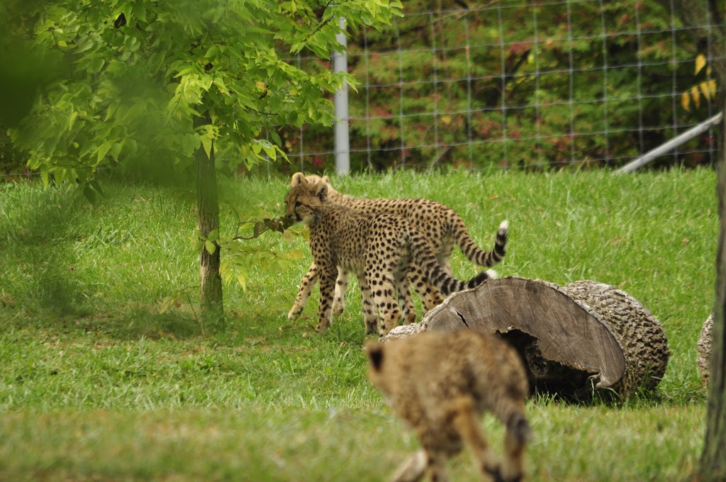 Cheetah Exhibit | 2000 Meadowvale Rd, Scarborough, ON M1B 5K7, Canada | Phone: (416) 392-5929