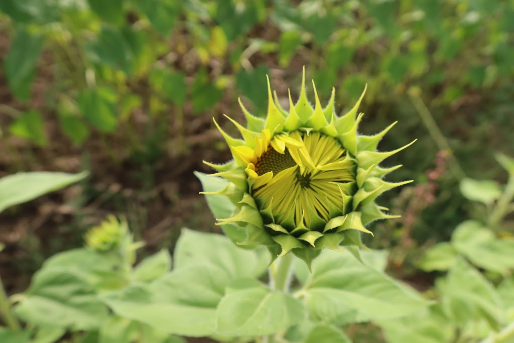 Sunrise Sunflower Farm | 1846 ON-6, Hamilton, ON L8N 2Z7, Canada | Phone: (215) 723-9512