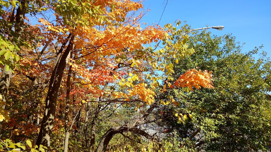 Woodcliff Greenbelt | Woodcliff Greenbelt, Toronto, ON M3B, Canada