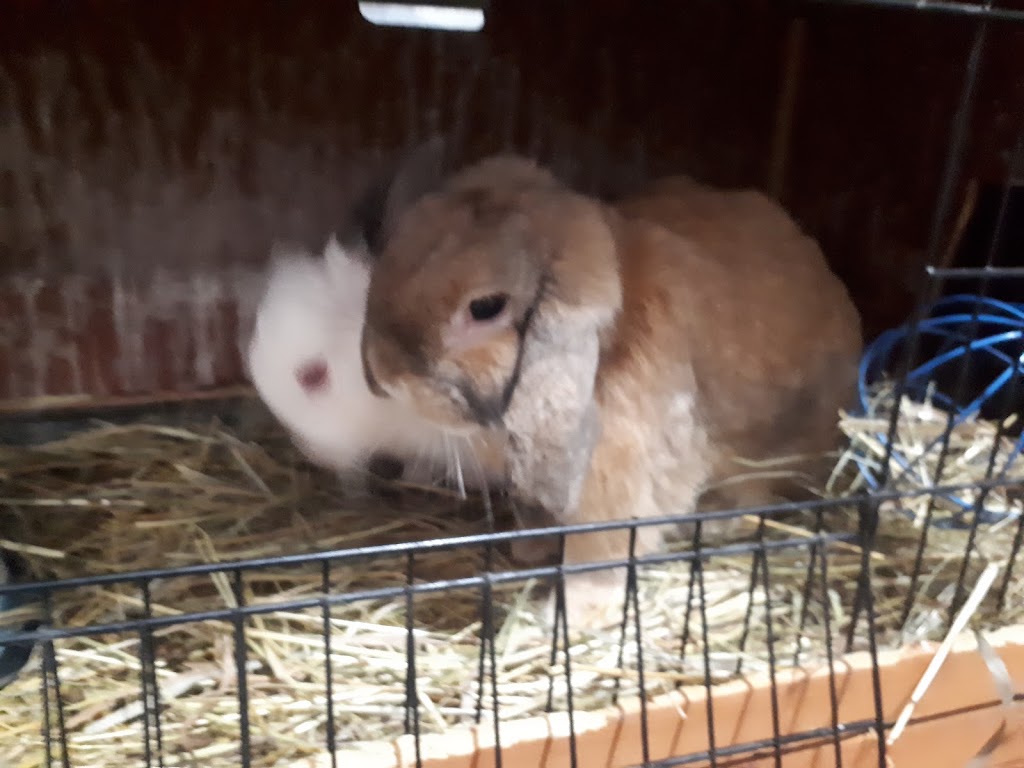 Murray St Rabbit Rescue | 99 Murray St, Brantford, ON N3S 5P3, Canada | Phone: (226) 802-9853