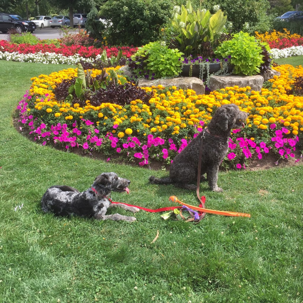 Daisydogwalking.ca | 177 Boxley Rd, Burlington, ON L7L 4S5, Canada | Phone: (905) 510-0396