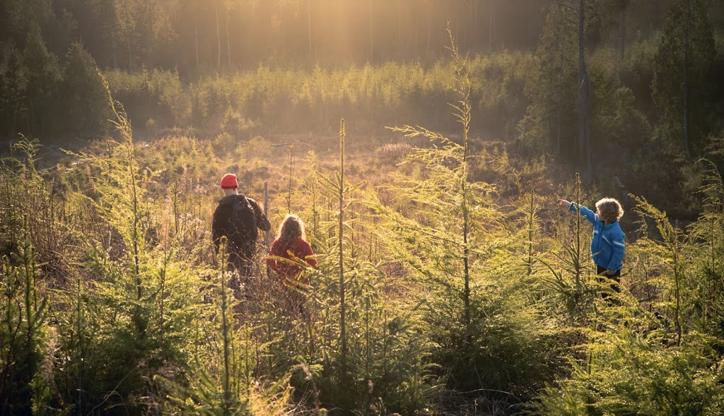 Funky Forest | 10700 W Coast Rd, Shirley, BC V9Z 1G8, Canada | Phone: (778) 678-0414