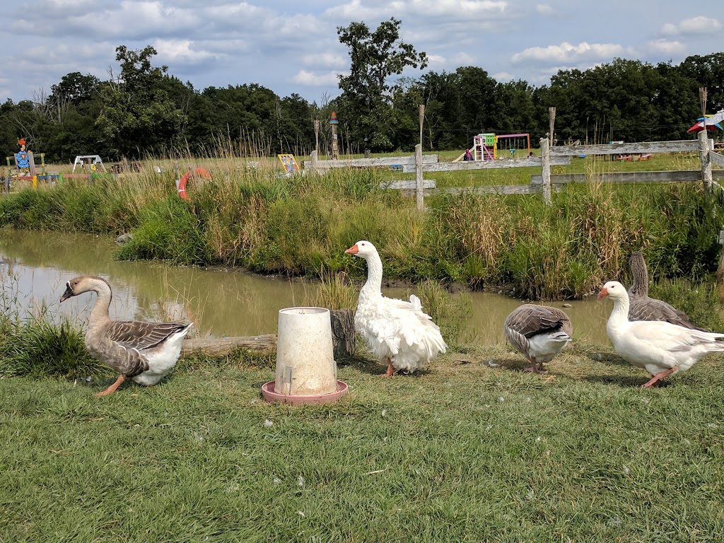 Ostrich Land Ontario | 8299 Concession Rd 2, Caistor Centre, ON L0R 1E0, Canada | Phone: (647) 988-0841