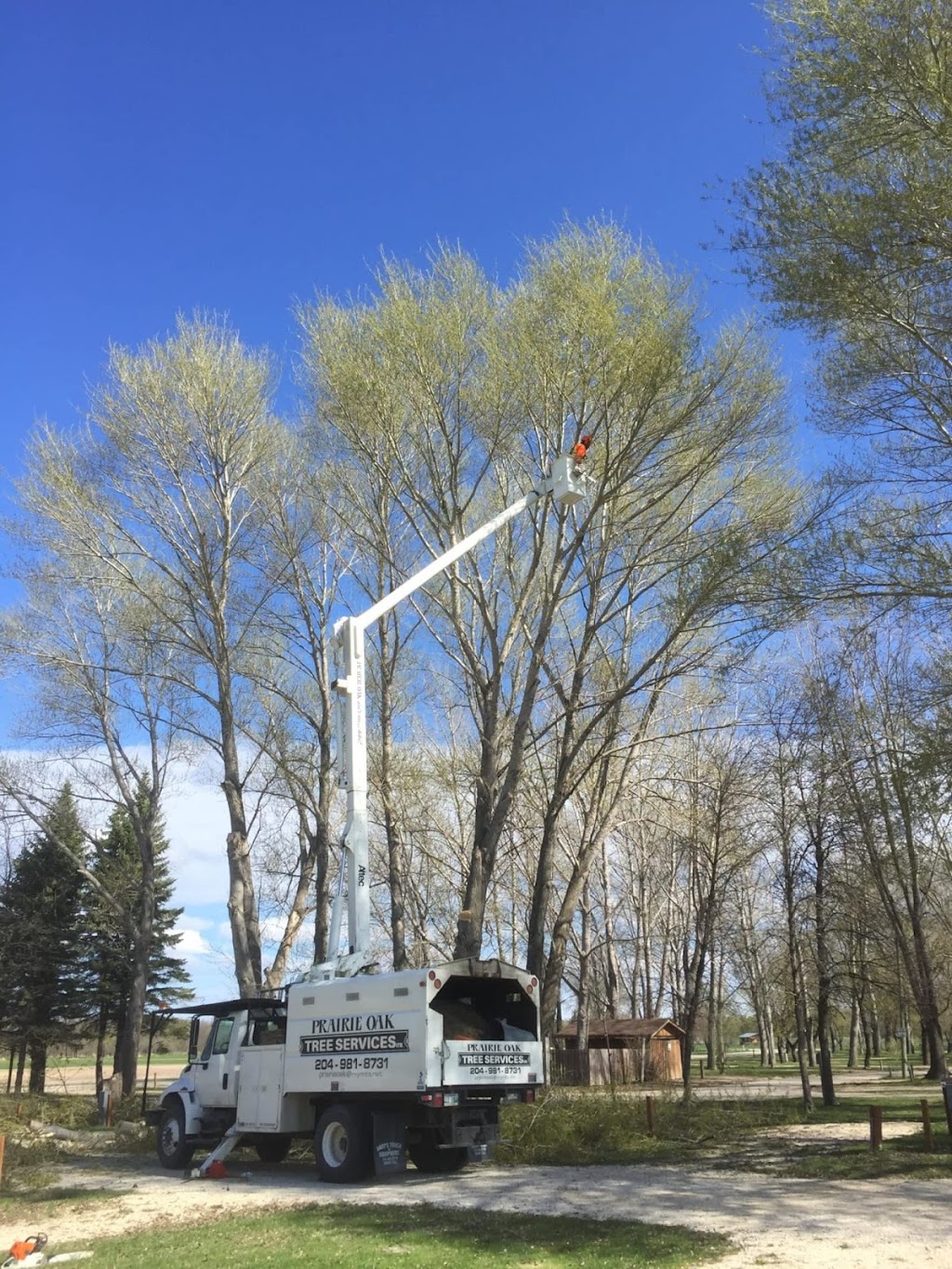 Prairie Oak Tree Services | 119 Hay Ave, Saint Andrews, MB R1A 2Z4, Canada | Phone: (204) 981-8731