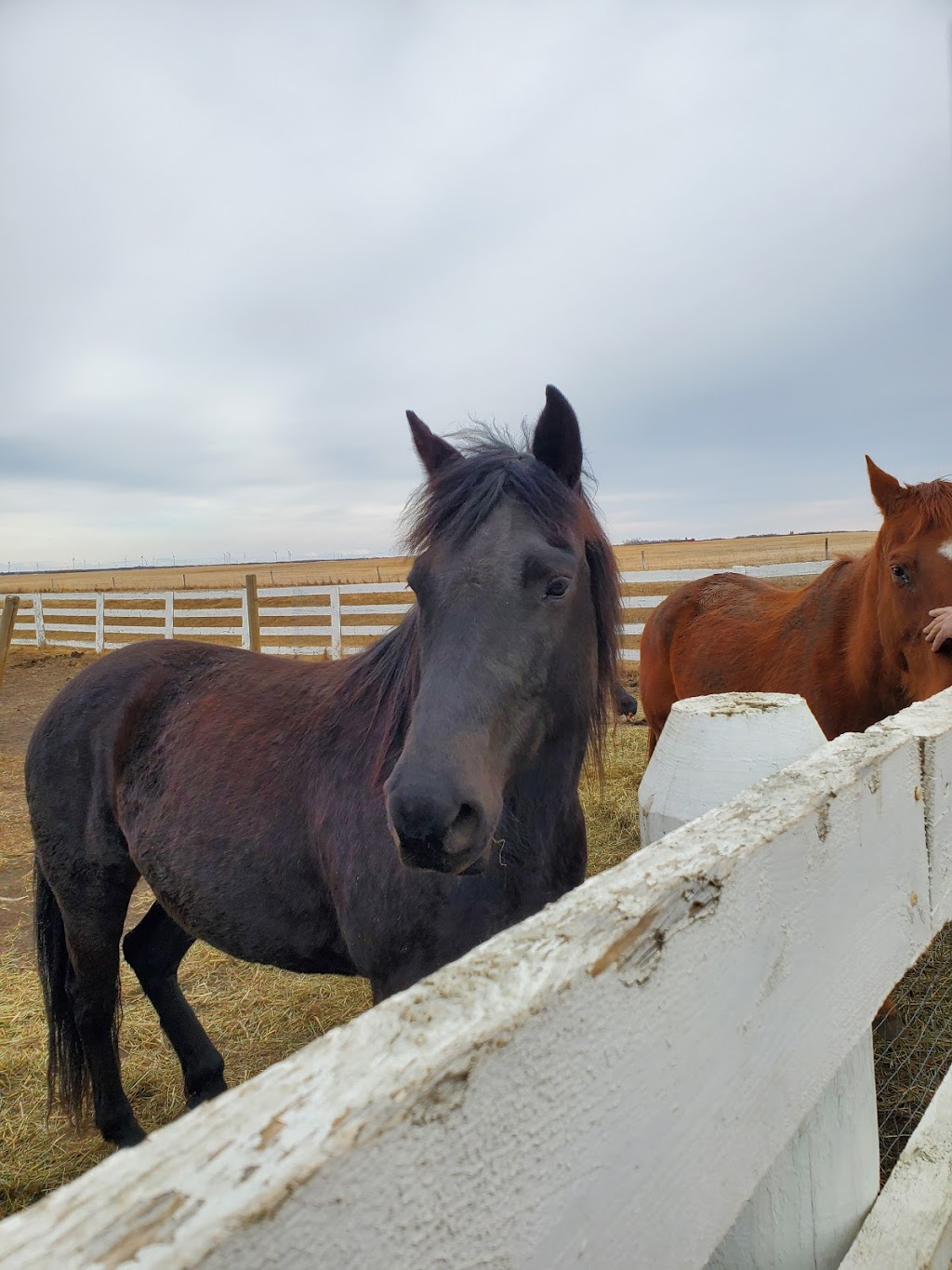 Lazy T Farm | Township Rd 392, Halkirk, AB T0C 1M0, Canada | Phone: (403) 742-7785