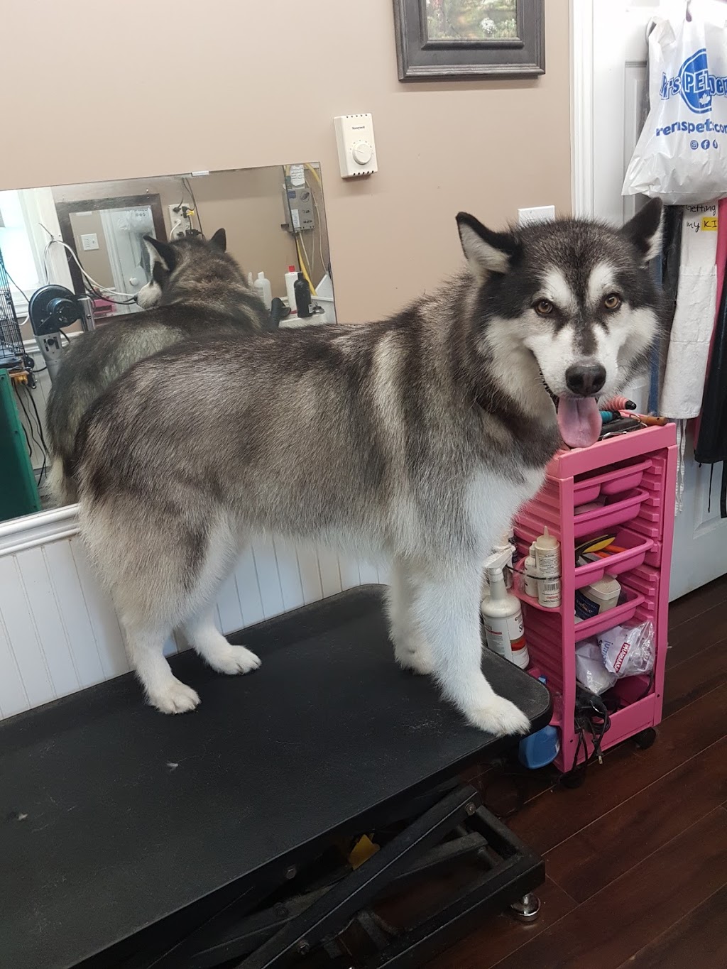 Cuddles And Clips Dog Grooming and Boarding With Doggy Daycare | 23 Hutchinson (formally)#65, Lowbanks, ON N0A 1K0, Canada | Phone: (289) 209-8323