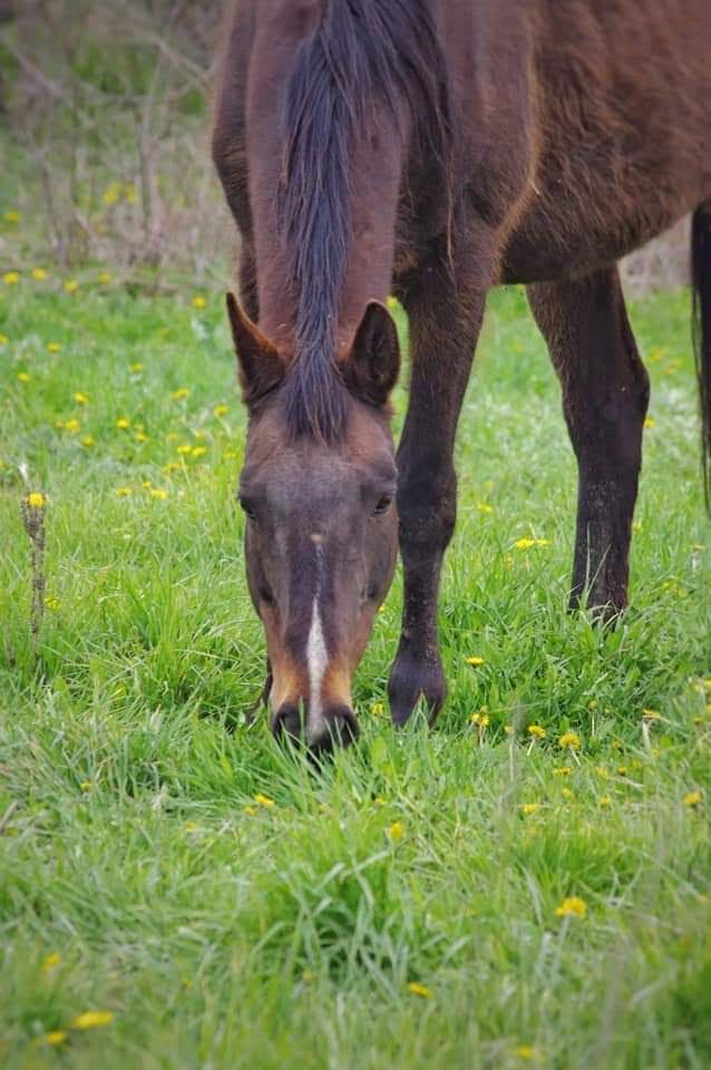 Whispering Hearts Horse Rescue | 1652 Concession 10 Walpole, Hagersville, ON N0A 1H0, Canada | Phone: (905) 768-9951