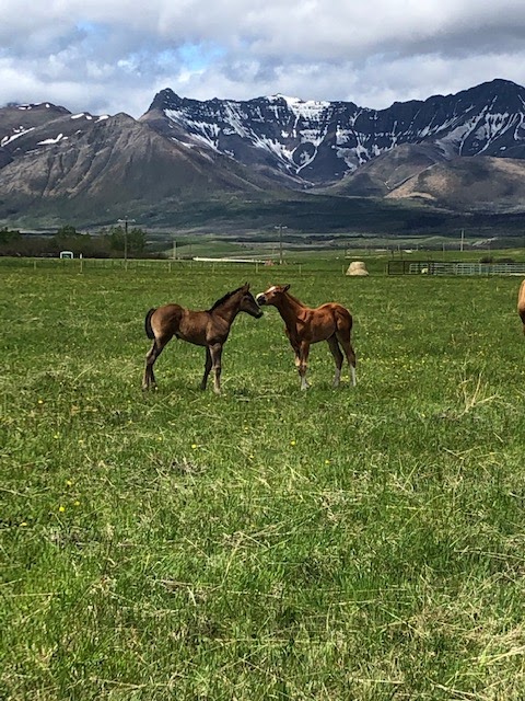 Rocking Heart Ranch Ltd. | Waterton Lakes National Park of Canada, Waterton Park, AB T0K 2M0, Canada | Phone: (403) 894-1005