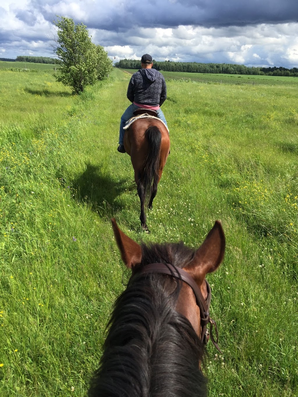 La Ferme! | 622 Rang des Sapins, Sainte-Eulalie, QC G0Z 1E0, Canada | Phone: (819) 244-9598