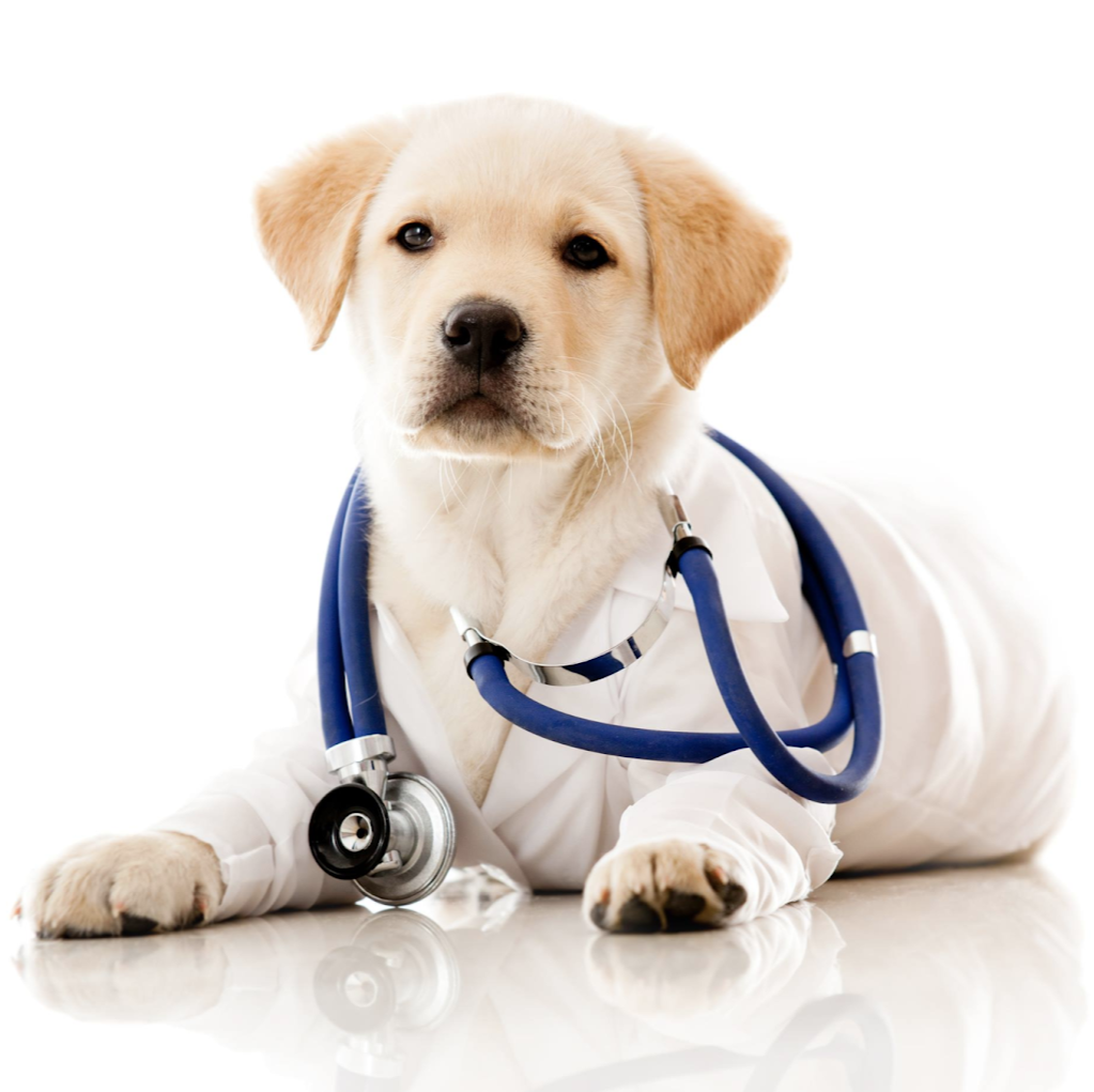 Town & Country Animal Hospital | 5208 Stouffville Rd, Whitchurch-Stouffville, ON L4A 7X5, Canada | Phone: (905) 640-4107