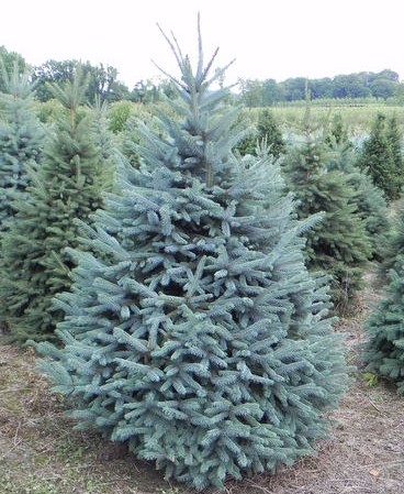 Tannenbaum Christmas Tree Farm | 5398 252 St, Aldergrove, BC V4W 1T1, Canada | Phone: (778) 552-3259