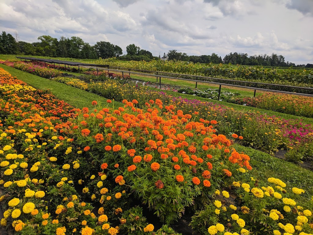 Stokes Seeds Trial Garden | 1103 Lakeshore Rd W, St. Catharines, ON L2R 6P9, Canada | Phone: (905) 688-4300