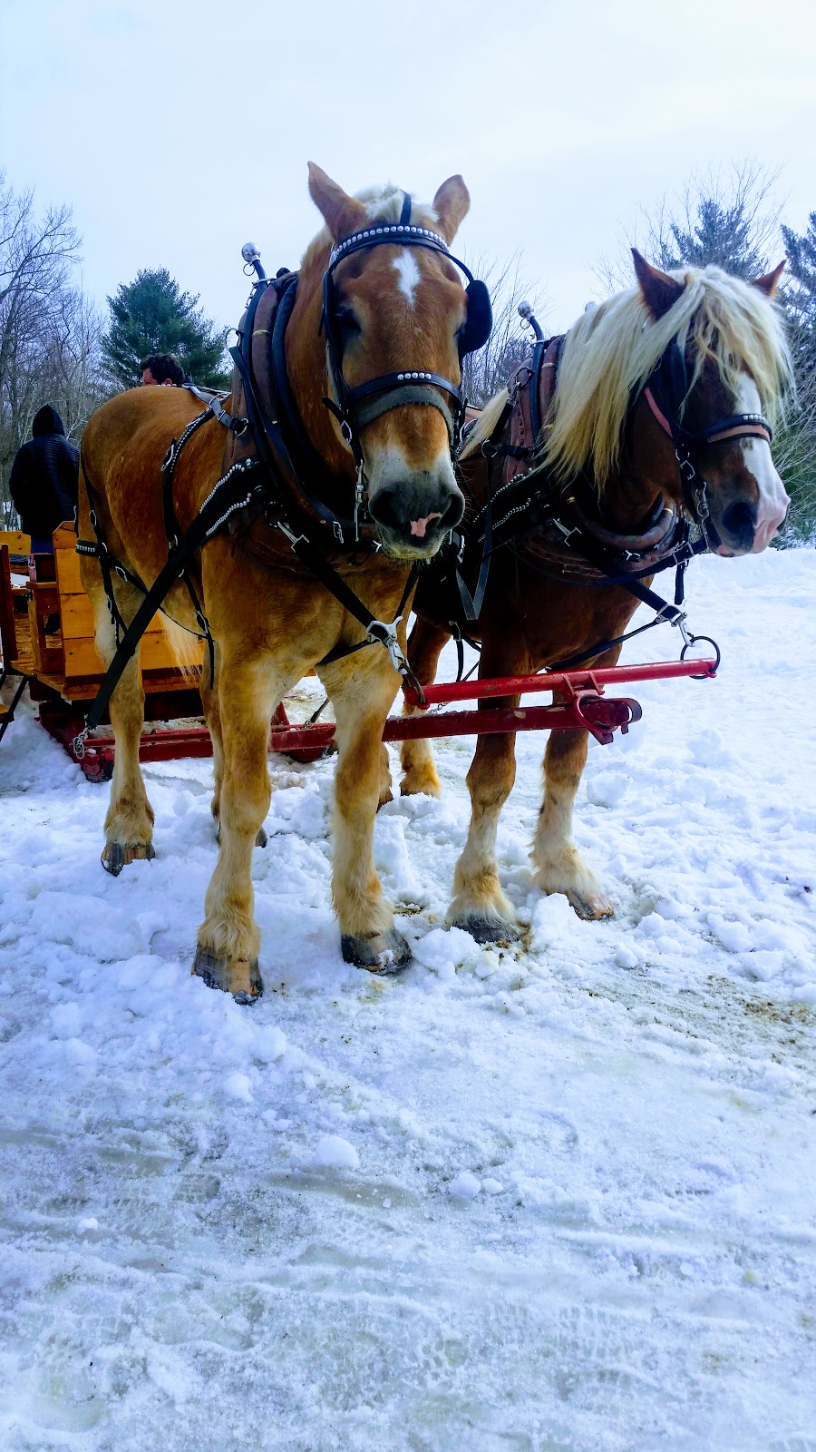 La Cabane à sucre Chez Ti-Mousse | 442 Côte St Charles, Papineauville, QC J0V 1R0, Canada | Phone: (819) 427-5413