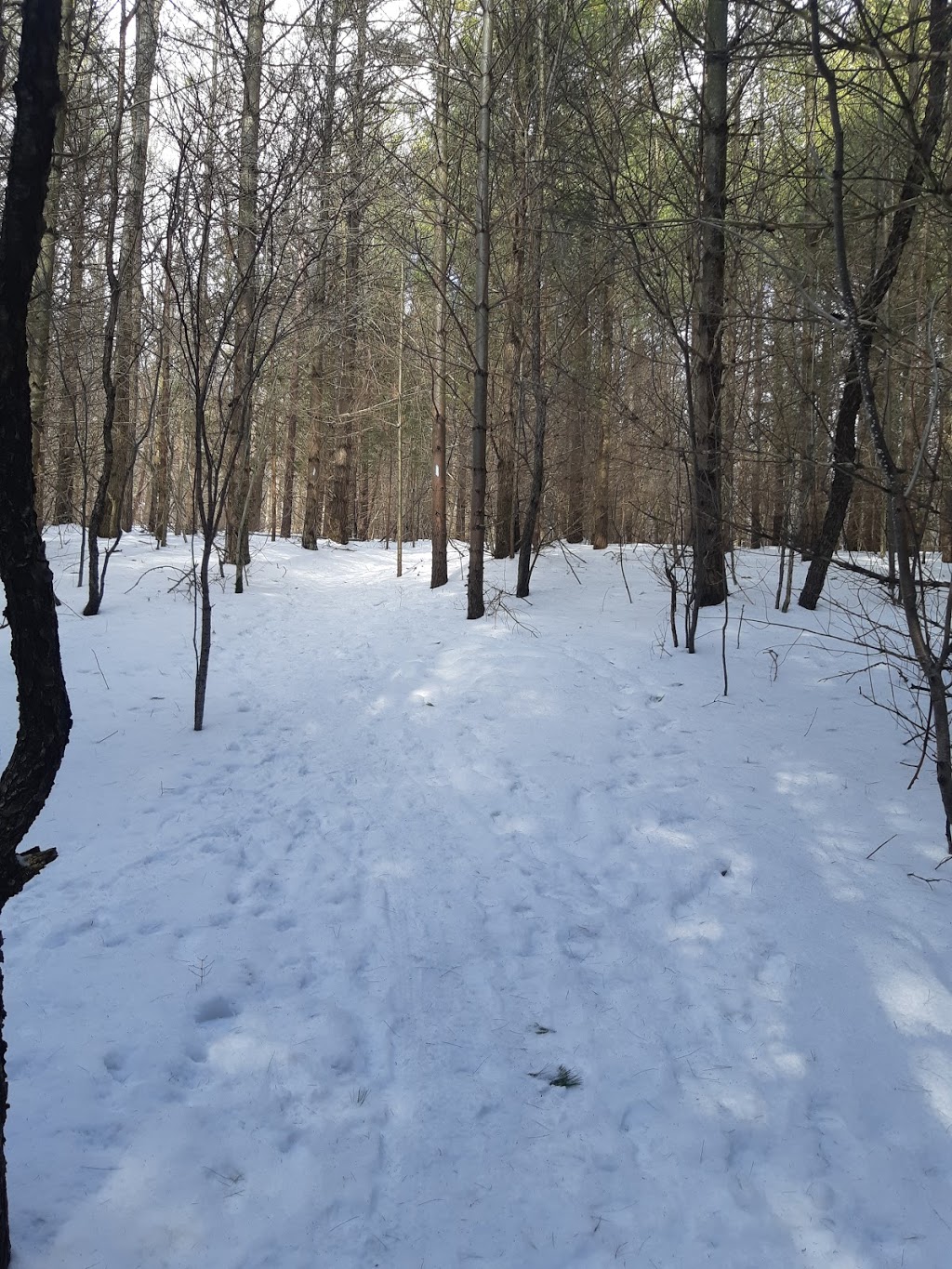 Smith Property Loop Hiking Trail | Smith Property Loop, Puslinch, ON N1L 1L1, Canada