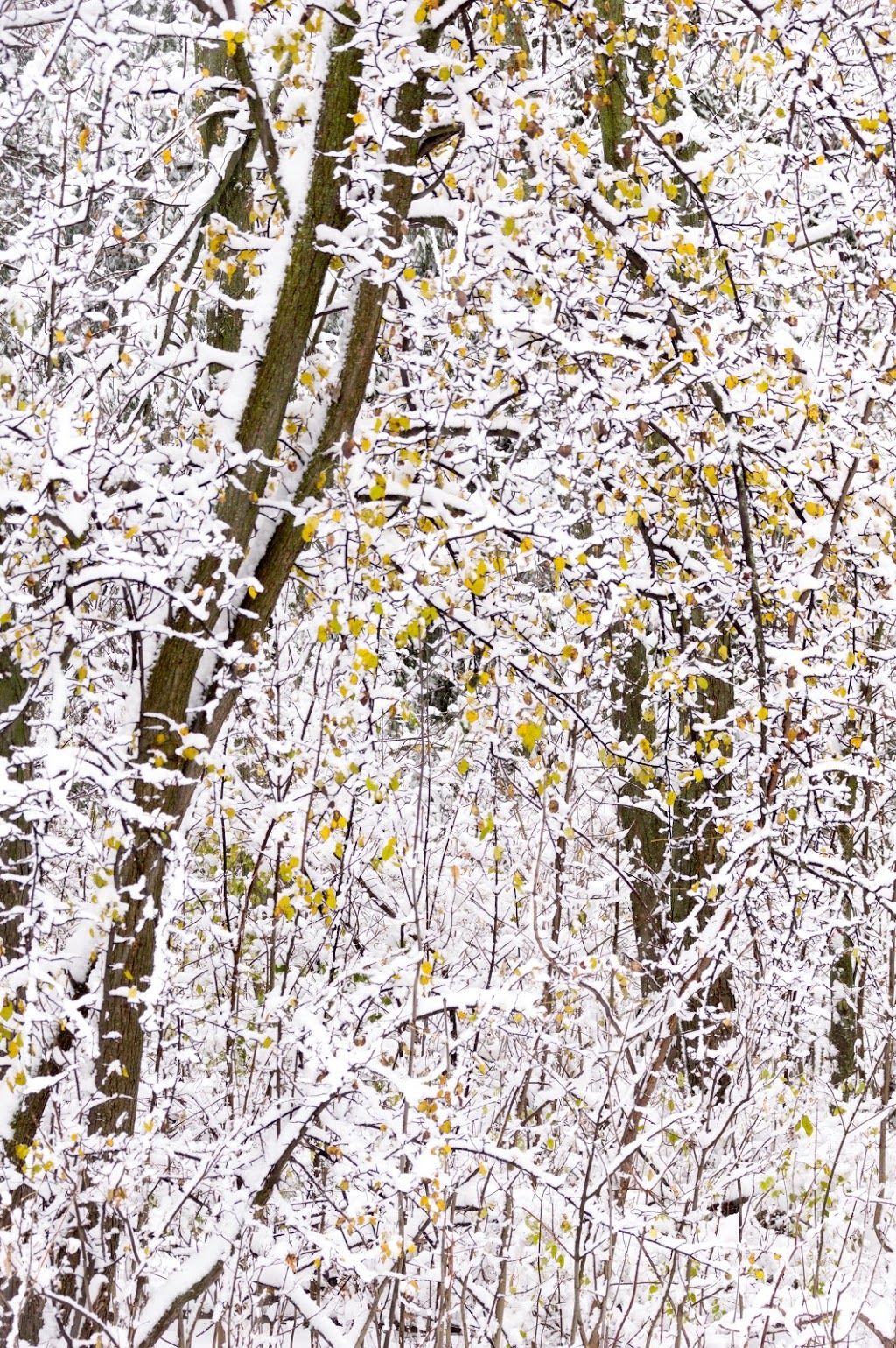 Centennial Forest Park | Milton, ON L9T 5X3, Canada