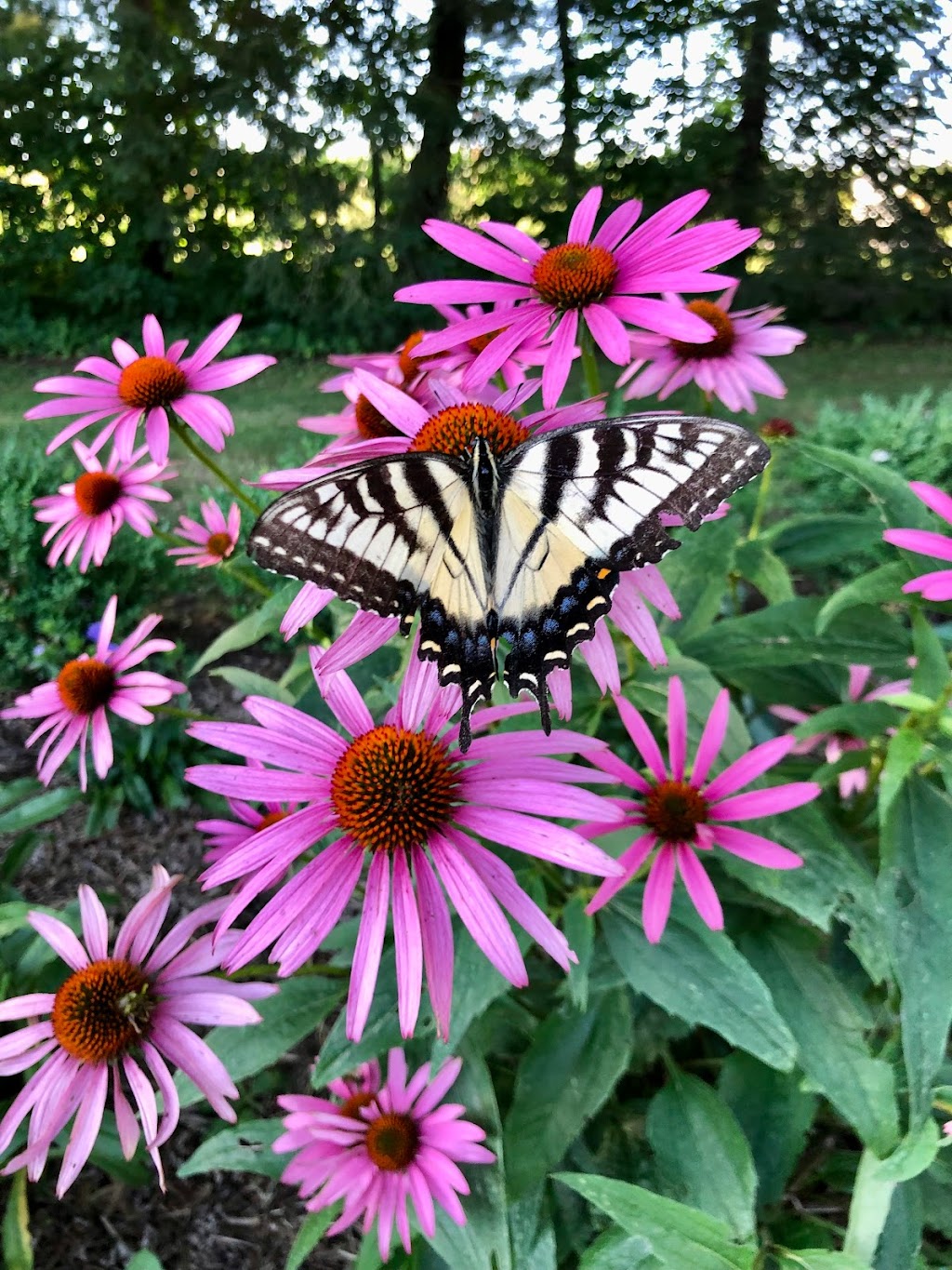 Sparta Lavender Farm | 47589 Sparta Line, Aylmer, ON N5H 2R4, Canada | Phone: (226) 236-5530