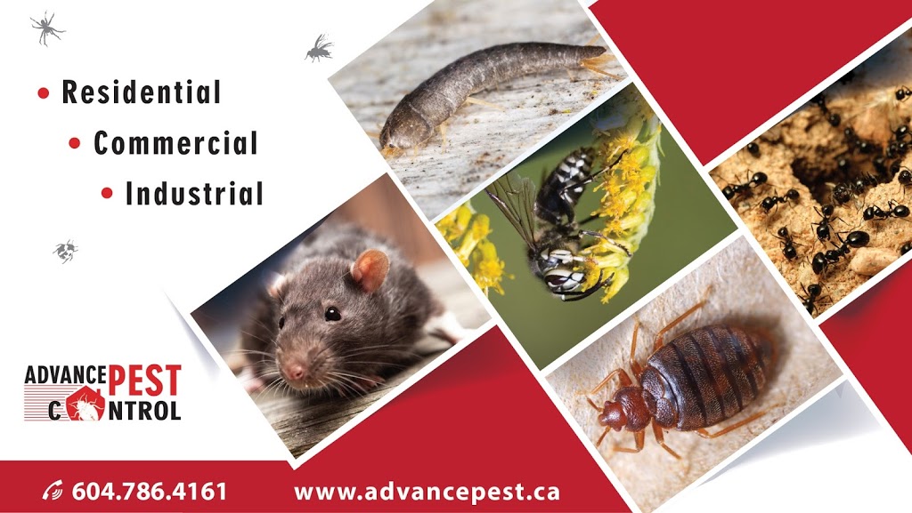 Pest Control Mission | 33764 Bowie Dr, Mission, BC V2V 7S3, Canada | Phone: (604) 786-4161