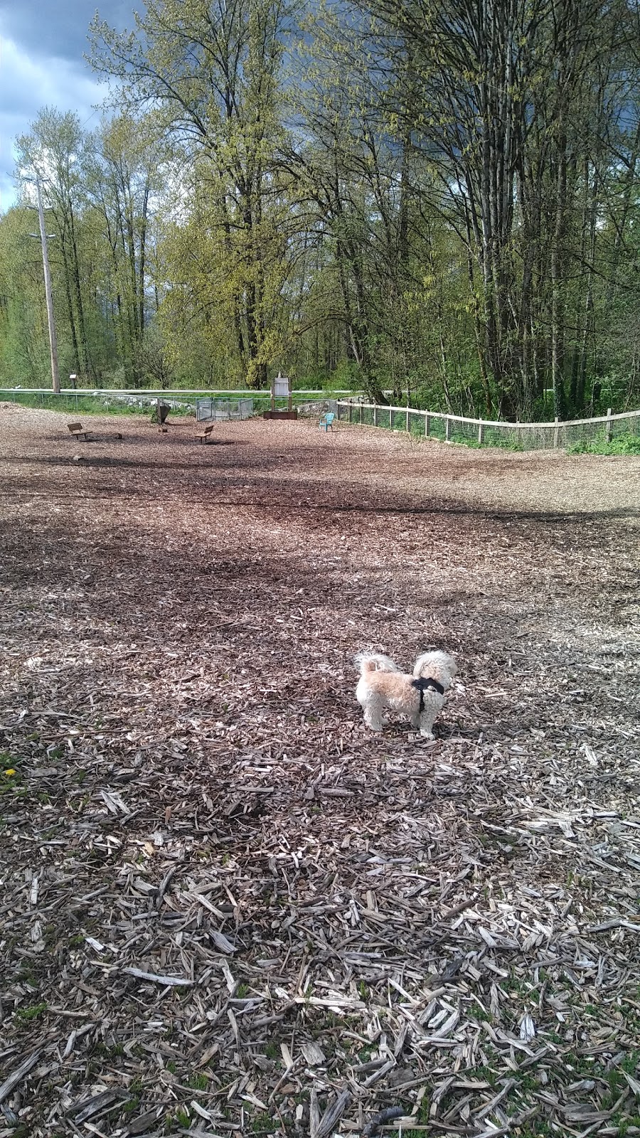 Maple St Off-Leash Park | 2501 Maple St, Port Coquitlam, BC V3C 0B4, Canada