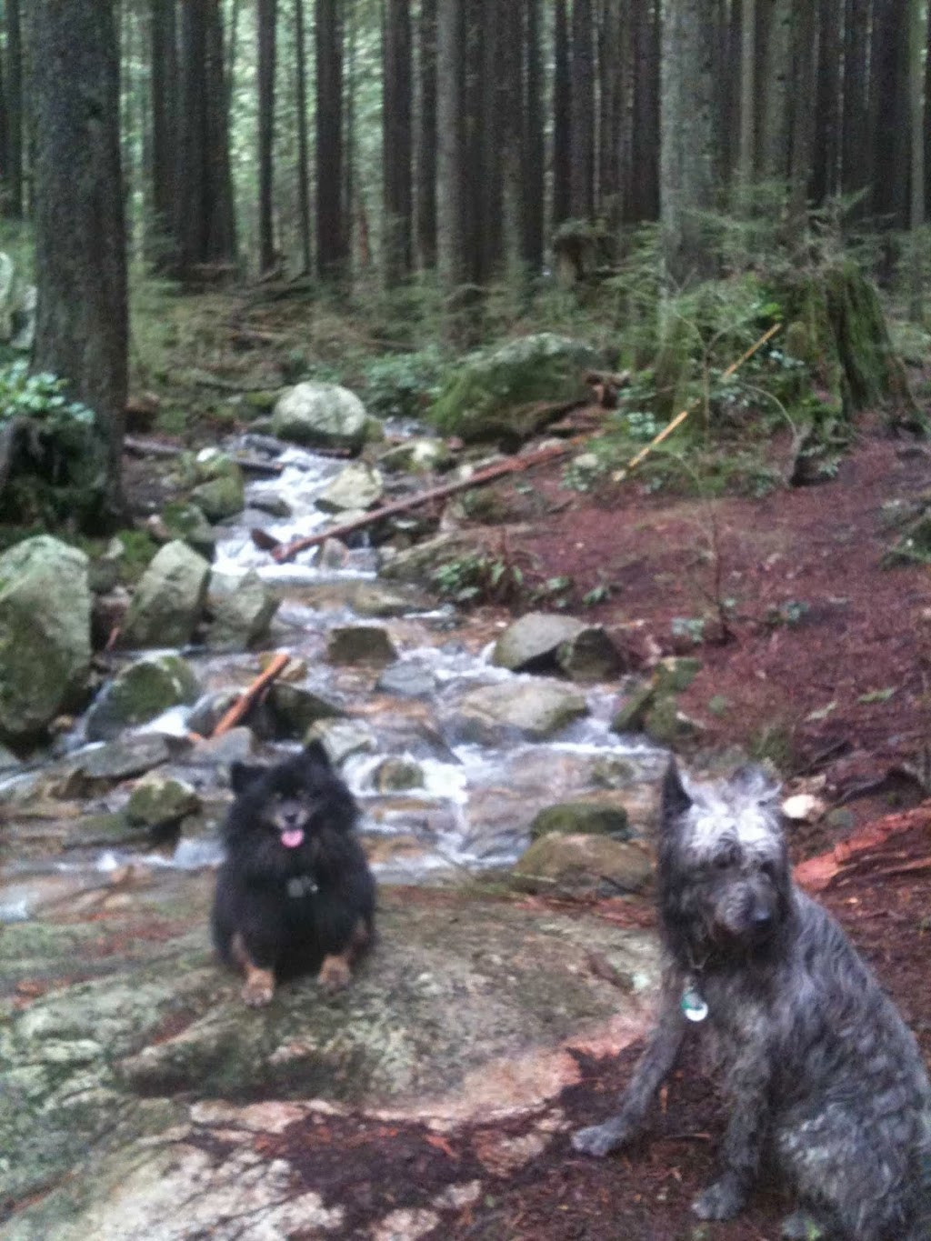 Sweet Pea & Me Dog Adventures and Care | Bowron Ct, North Vancouver, BC V7H 2P4, Canada | Phone: (778) 240-5747
