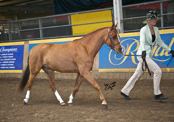 Stonewood Riding Academy | 3985 Sideline 16 Rd, Claremont, ON L1Y 1A2, Canada | Phone: (905) 408-1000