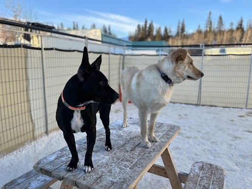 Bark Park Red Deer Riverside | 4604 62 St Bay 3, Red Deer, AB T4N 7A2, Canada | Phone: (877) 477-5597