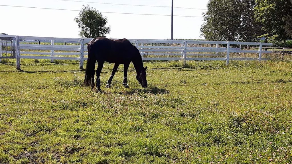 Les Écuries HavenBrook Stables | 125 Rang Amyot O, Saint-Denis-sur-Richelieu, QC J0H 1K0, Canada | Phone: (514) 850-9711