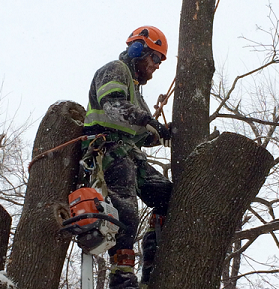 Maplecrest Tree Services | 8988 Webster Rd, Glencairn, ON L0M 1K0, Canada | Phone: (647) 501-4954