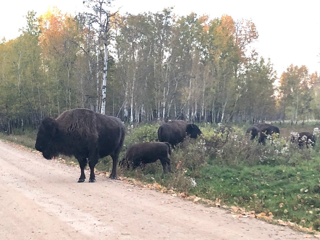 Bison loop road | Unnamed Road, Ardrossan, AB T8G 2A6, Canada